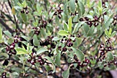 PITTOSPORUM GARNETTII