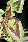 PERSICARIA PURPLE FANTASY