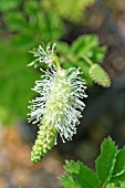 SANGUISORBA OBTUSA ALBA