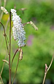 SANGUISORBA TENIFOLIA ALBA