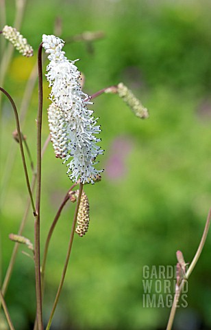 SANGUISORBA_TENIFOLIA_ALBA