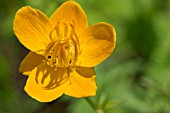 TROLLIUS CHINENSIS GOLDEN QUEEN