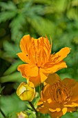 TROLLIUS CHINENSIS GOLDEN QUEEN