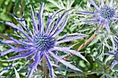 ERYNGIUM X ZABELII