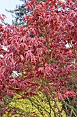 ACER PALMATUM SCHICHIHENGE