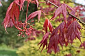 ACER PALMATUM SCHICHIHENGE