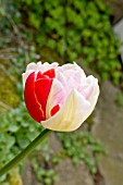 TULIP BREAKING VIRUS ON TULIPA ANGELIQUE