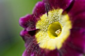 PRIMULA AURICULA