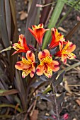 ALSTROEMERIA INDIAN SUMMER