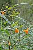 IMPATIENS CAPENSIS