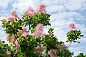 COTINUS COGGYGRIA DRINKSTONE FORM