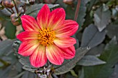 DAHLIA HAPPY SINGLE FLAME