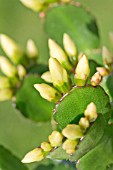 RHIPSALIDOPSIS, WHITE EASTER CACTUS