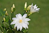 RHIPSALIDOPSIS, WHITE EASTER CACTUS