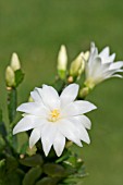 RHIPSALIDOPSIS, WHITE EASTER CACTUS