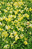 PRIMULA VERIS