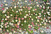 ERIGERON KARVINSKIANUS