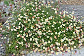 ERIGERON KARVINSKIANUS