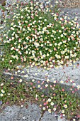 ERIGERON KARVINSKIANUS