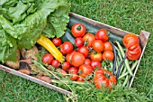 BOX OF ALLOTMENT HARVESTED VEGETABLES