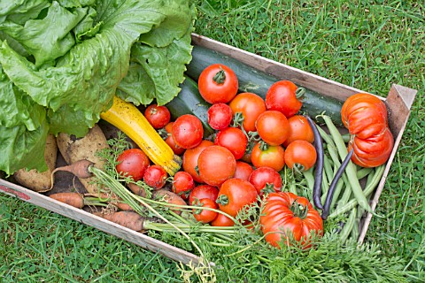 BOX_OF_ALLOTMENT_HARVESTED_VEGETABLES