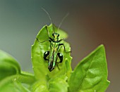 OEDEMERA NOBILISBEETLE