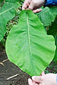 HANDS HOLDING A LEAF FROM THE MAGNOLIA MACROPHYLLA TREE