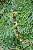 MELIANTHUS MAJOR