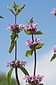 PHLOMIS TUBEROSA AMAZONE