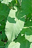 LEAVES OF STEMMACANTHA CENTAUROIDES SYN. CENTAUREA PULCHRA MAJOR