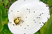 POLLEN BEETLES ON ARUM LILY FLOWER