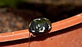 PIED SHIELD BUG