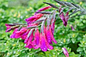 RAINDROPS ON GLADIOLUS COMMUNIS SUBSP. BYZANTINUS