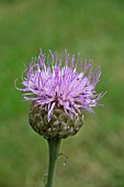 STEMMACANTHA CENTAUROIDES SYN. CENTAUREA PULCHRA MAJOR