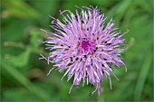 POLLEN BEETLES ON STEMMACANTHA CENTAUROIDES SYN. CENTAUREA PULCHRA MAJOR