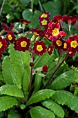 PRIMULA POLYANTHUS