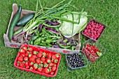 FRESHLY PICKED ORGANIC ALLOTMENT FRUIT AND VEG