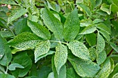 VIRUS ON ELDER LEAVES