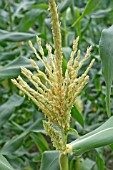 SWEETCORN FLOWERING