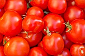 ORGANICALLY GROWN ALICANTE AND MONEYMAKER TOMATOES