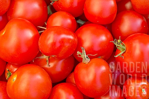ORGANICALLY_GROWN_ALICANTE_AND_MONEYMAKER_TOMATOES