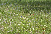 WILD FLOWER MEADOW