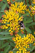 BUMBLE BEE ON SEDUM KAMTSCHATICUM