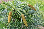 CONES ON WOLLEMIA NOBILIS