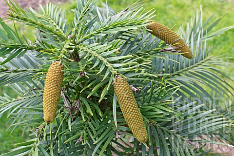 CONES_ON_WOLLEMIA_NOBILIS