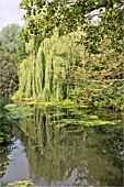 SALIX SEPULCRALIS, WEEPING WILLOW