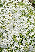 PHLOX CALVIDES