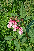 IMPATIENS GLANDULIFERA