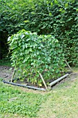 BORLOTTI BEANS GROWING ON A RECYCLED CHILDS SWINGING FRAME