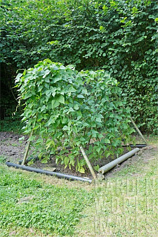 BORLOTTI_BEANS_GROWING_ON_A_RECYCLED_CHILDS_SWINGING_FRAME